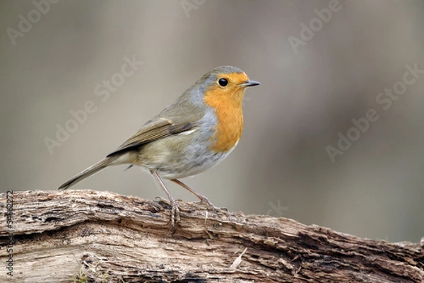Fototapeta Robin, Erithacus rubecula