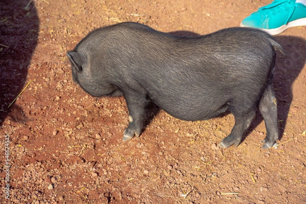 Obraz cerdo caminando en el sol
