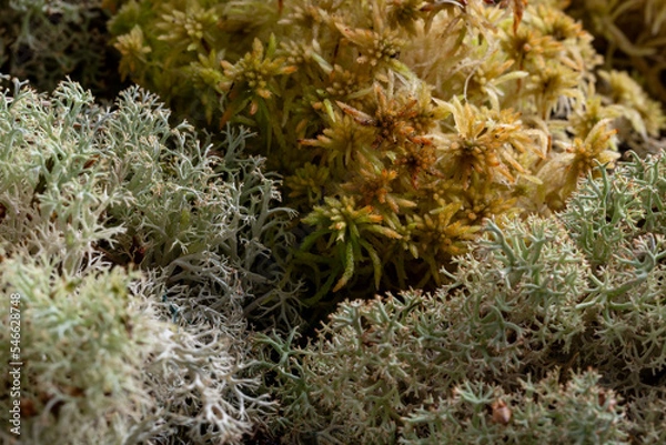 Fototapeta Macro of forest moss texture, abstract natural background