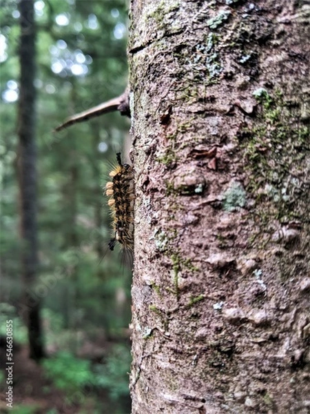 Fototapeta Fuzzy caterpillar crawling up a tree