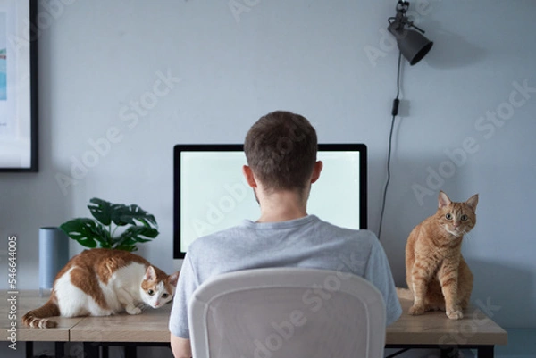 Obraz Young engineer man gray in t-shirt. Cheerful caucasian male freelance software developer sitting at working place in home office hardly working using computer with two tabby cats sitting on a table