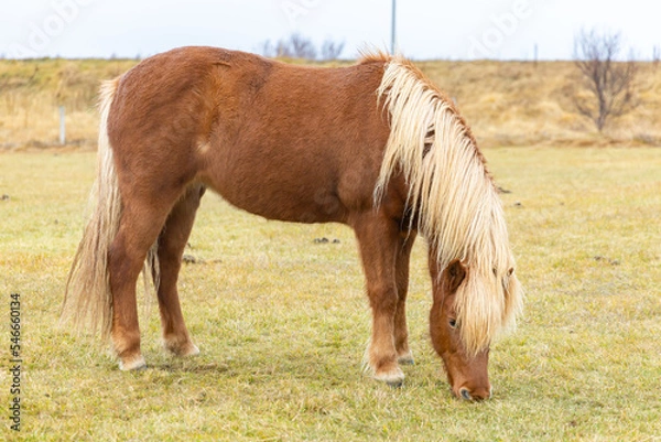 Obraz Icelandic brown horse