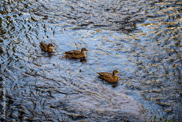 Obraz Ducks swimming in a river from above