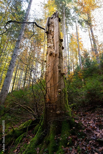 Obraz Broken tree in the black forest in autumn