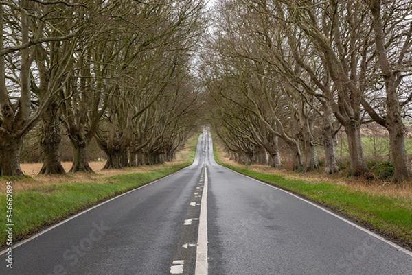 Fototapeta Straight climing road with Birch trees either side, tarmac road with white lines grass banks each side