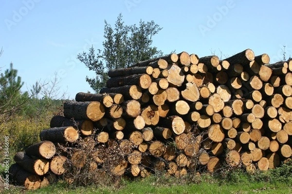 Obraz pile de troncs d'arbres
