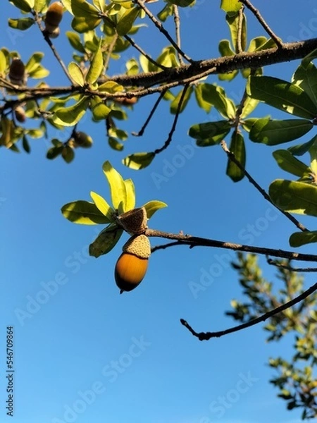 Obraz orange tree with fruits