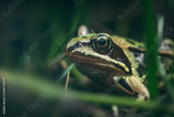 Obraz River Frog Closeup in Forest Macro 