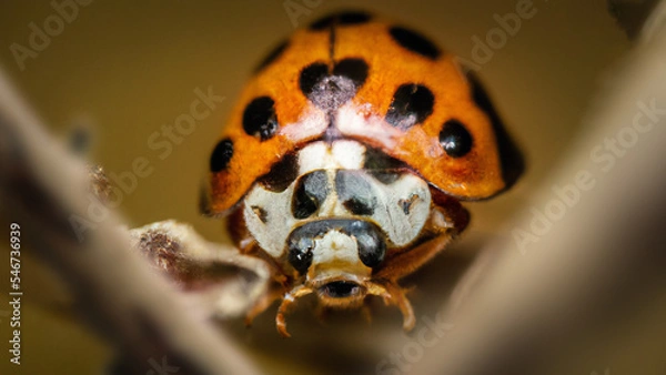 Obraz Ladybug on a leaf Closeup Details
