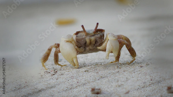 Obraz Beach Crab Midshot on Palm beach Australia