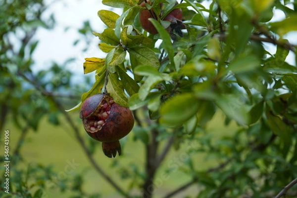 Obraz Pomegranate on the tree