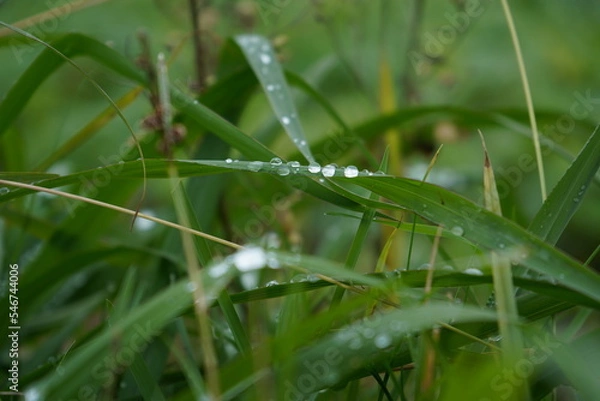 Obraz water drops on a grass
