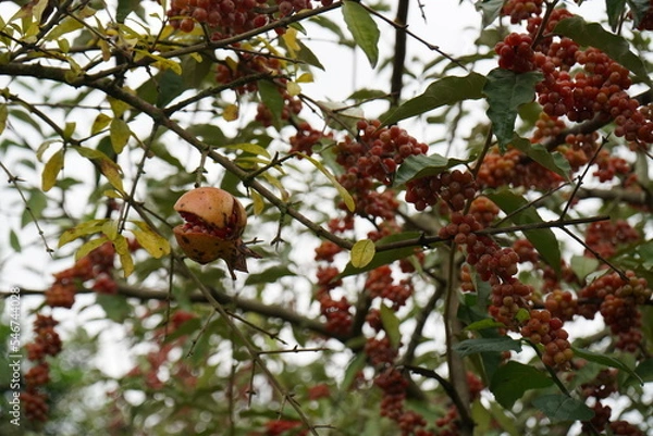 Obraz Pomegranate on the tree