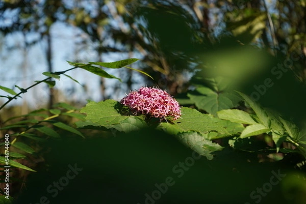 Obraz flower in the forest