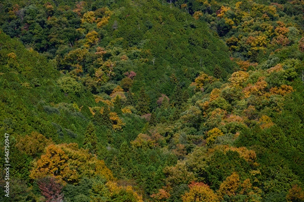 Obraz 紅葉する森林