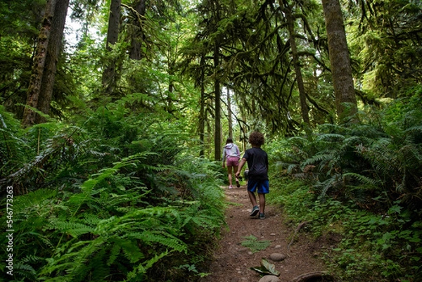 Fototapeta Diverse family walking in the lush woods of the Pacific Northwest. Spending the day among the ferns, moss and trees in a temperate rainforest. Concept photo for family enjoying nature