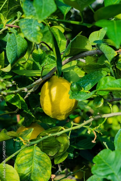 Obraz Lemon with green leaves on tree branch