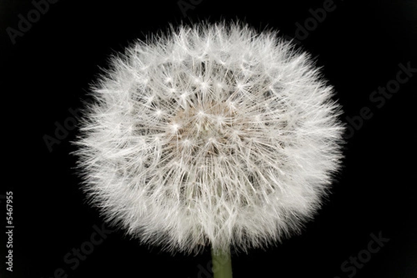 Obraz Dandelion isolated on black