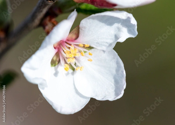 Obraz Cherry blossoms on a tree in spring.