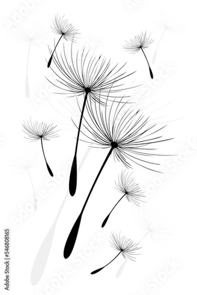 Obraz Vector illustration dandelion time. Black Dandelion seeds blowing in the wind. The wind inflates a dandelion isolated on white background.