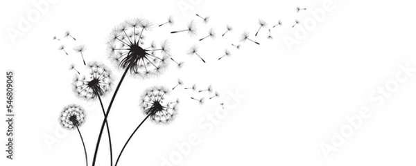 Obraz Vector illustration dandelion time. Black Dandelion seeds blowing in the wind. The wind inflates a dandelion isolated on white background.