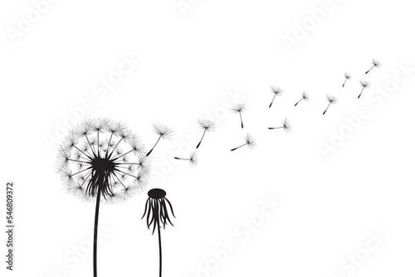 Obraz Vector illustration dandelion time. Black Dandelion seeds blowing in the wind. The wind inflates a dandelion isolated on white background.
