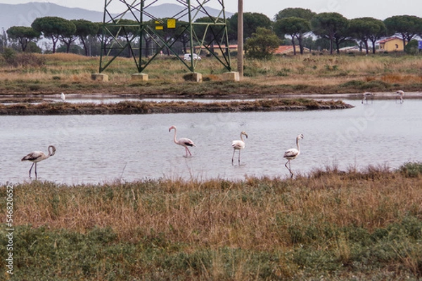 Fototapeta Flamingos 