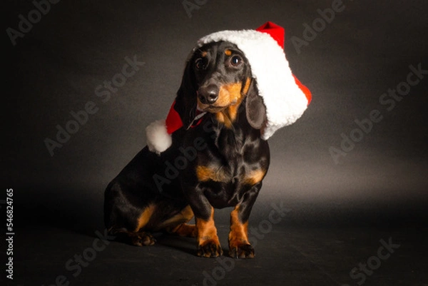 Obraz Weihnachtsdackel