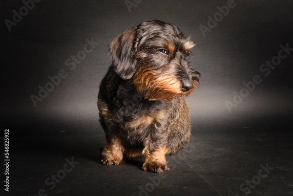 Obraz Rauhaardackel mit schlemischem blick