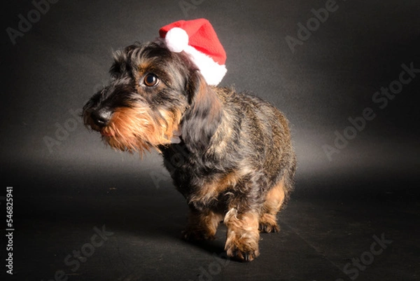 Obraz Rauhaardackel mit Weihnachtsmannmütze