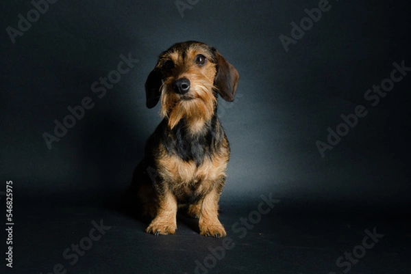 Obraz kleiner brauner Dackel