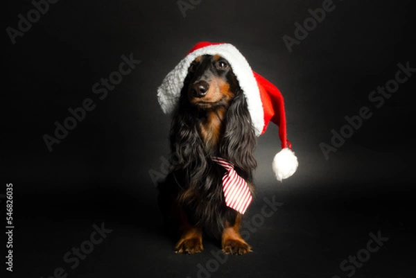 Obraz dackel mit weihnachtsmannmütze