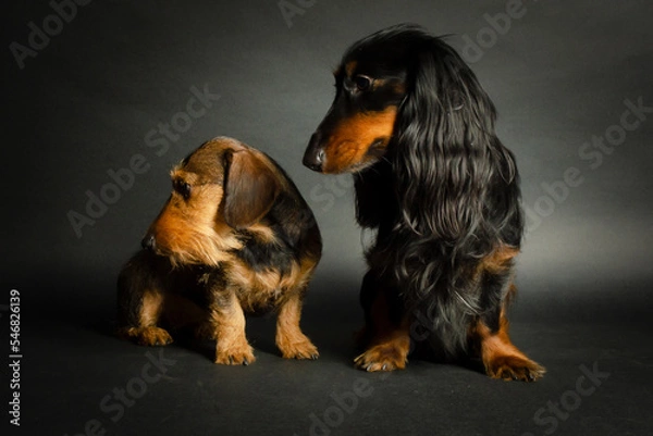 Obraz Dackelduo sitzend 