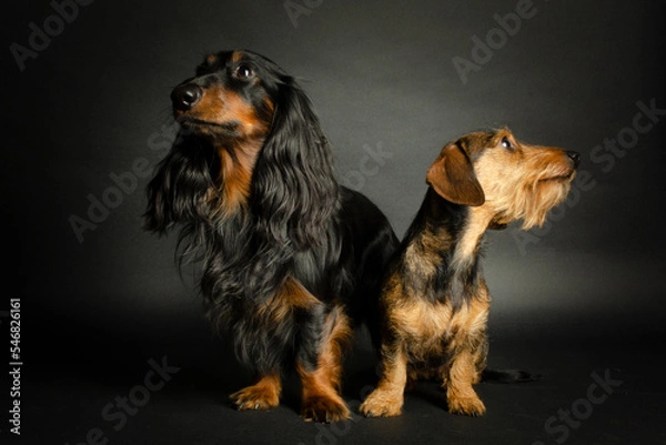 Obraz Dackelduo sitzend
