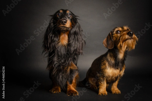 Obraz Dackel schelmisch