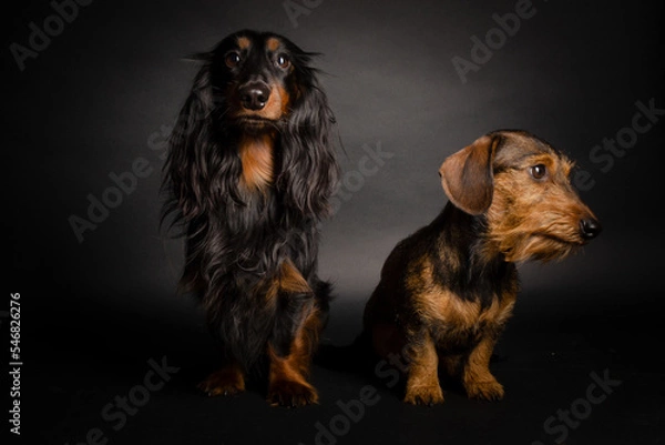 Obraz Dackelduo sitzend