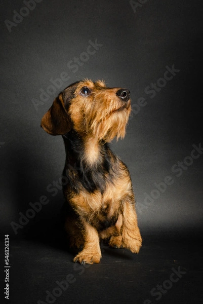 Obraz Dackel in pose