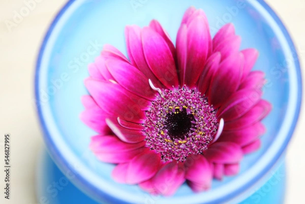 Fototapeta ガーベラの花 一輪 水に浮く花房