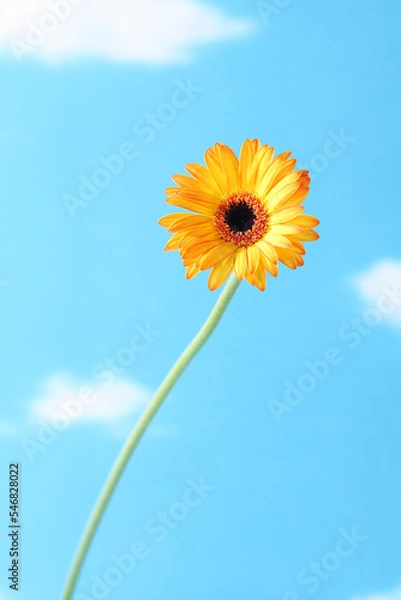 Fototapeta 黄色いガーベラの花 一輪 花房