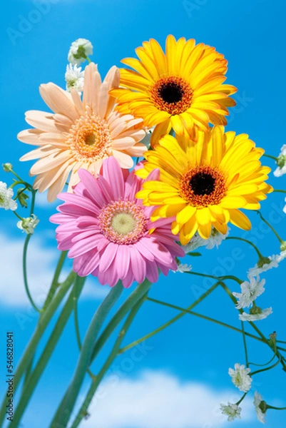Fototapeta 青空とガーベラの花 カラフルな花束 花房