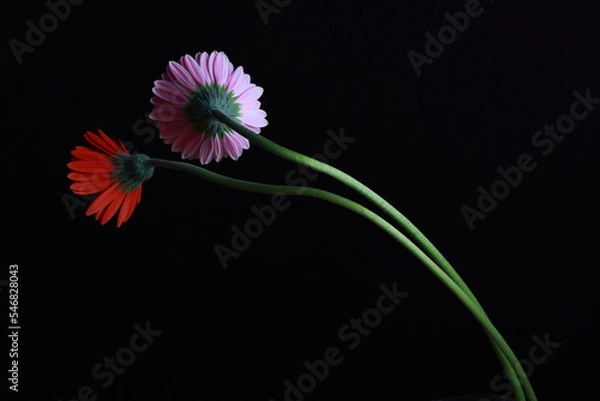 Fototapeta ガーベラの花 長い茎 花房