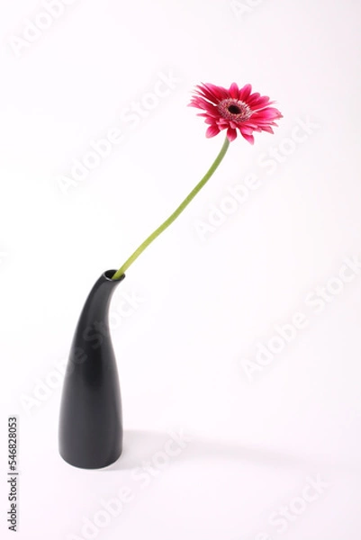 Fototapeta 赤いガーベラの花 一輪挿し 花房