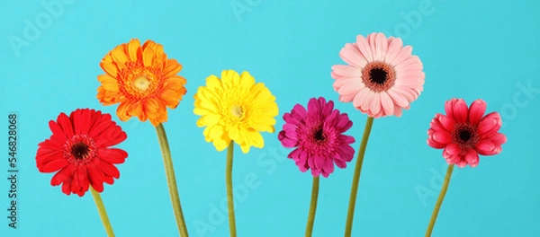 Fototapeta ガーベラの花 カラフルな花束 花房