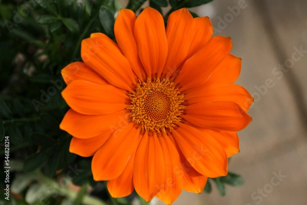 Fototapeta ガザニアの花 ニューデイ クリアオレンジ カレンジュラの花