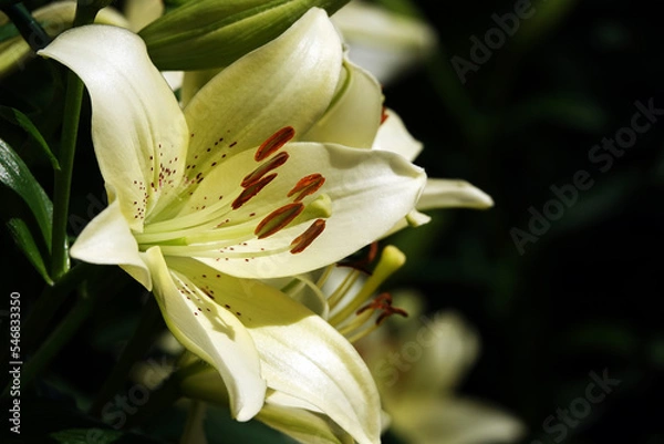 Obraz Lily flower