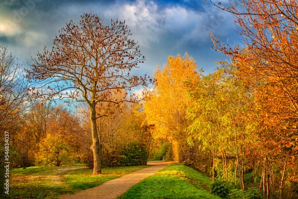 Fototapeta Herbstwald