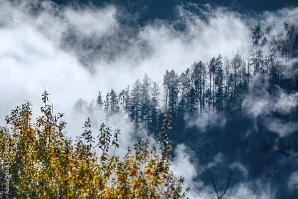 Fototapeta Nebelwald