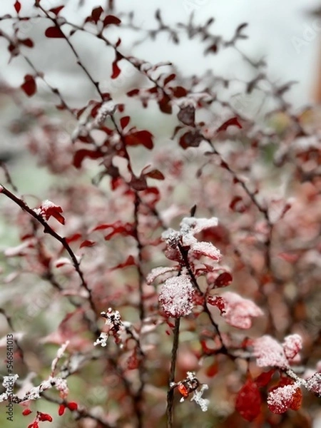Fototapeta cherry blossom
