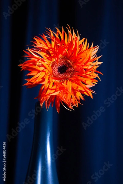 Fototapeta オレンジ色のガーベラの花 一輪挿し フサフサした花房