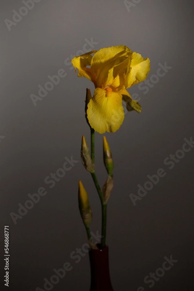 Obraz yellow iris on the vintage background